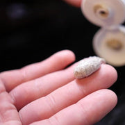 Lather & Wood Shaving Co Fulfillment Face Scrub Lather & Wood Shaving Co Exfoliating Face Scrub For Men